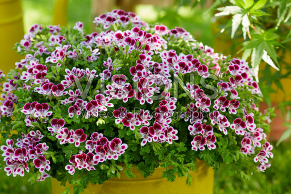 Pelargonium Mosquitaway Nova Pelargonium Mosquitaway Nova
