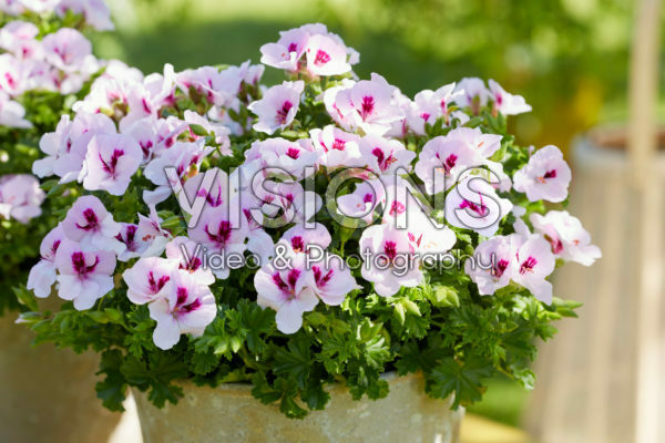 Pelargonium Angel Sophie Pelargonium Angel Sophie