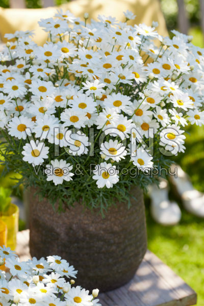 Argyranthemum Simba® White