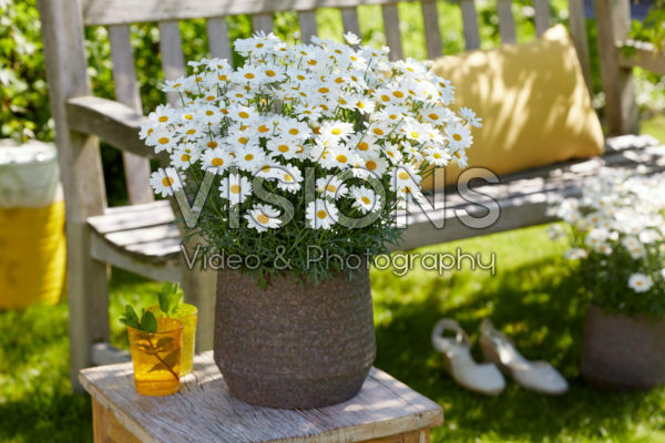 Argyranthemum Simba® White Argyranthemum Simba® White