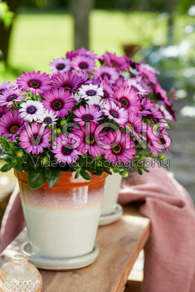 Osteospermum Señorita® Linda Osteospermum Señorita® Linda