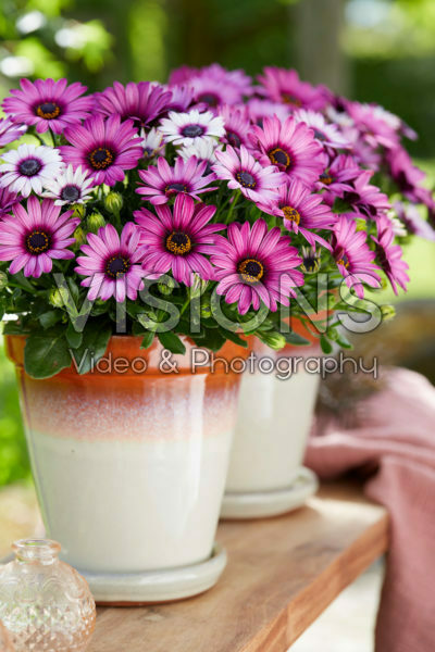 Osteospermum Señorita® Linda