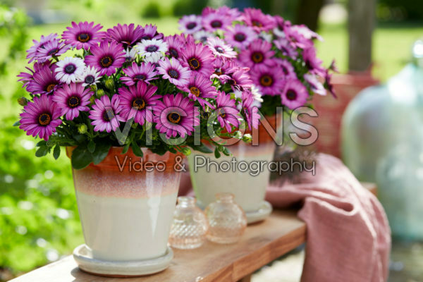 Osteospermum Señorita® Linda Osteospermum Señorita® Linda