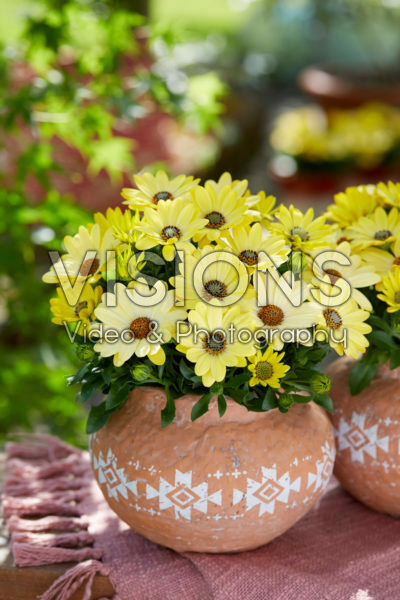 Osteospermum Señorita® Nina