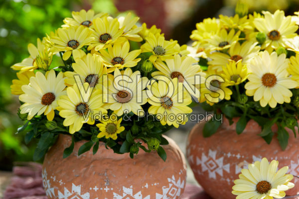 Osteospermum Señorita® Nina