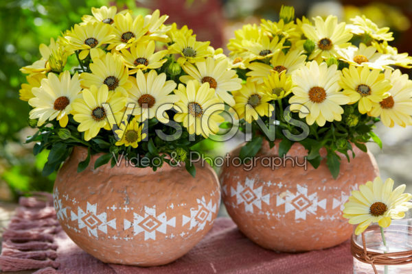 Osteospermum Señorita® Nina Osteospermum Señorita® Nina