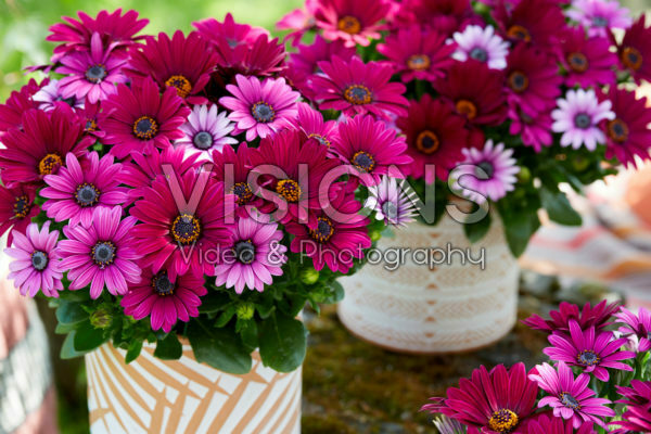 Osteospermum Señorita® Tanja