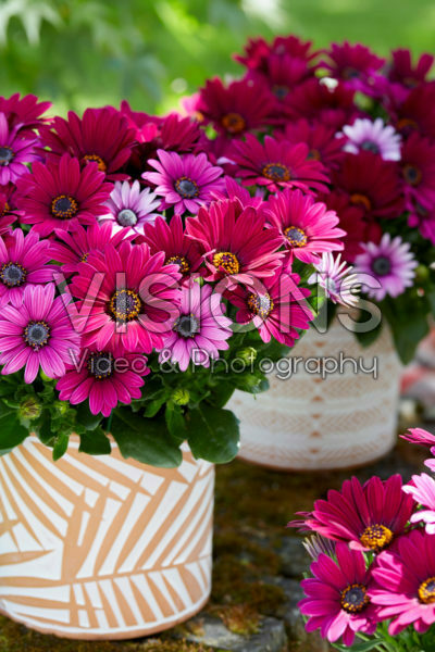 Osteospermum Señorita® Tanja Osteospermum Señorita® Tanja