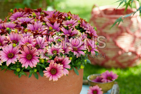Osteospermum Señorita® Havilah Osteospermum Señorita® Havilah