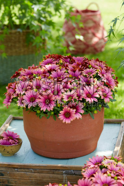 Osteospermum Señorita® Havilah