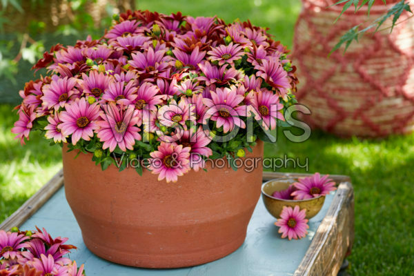 Osteospermum Señorita® Havilah Osteospermum Señorita® Havilah