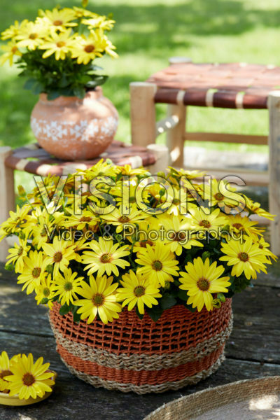 Osteospermum Señorita® Solana Osteospermum Señorita® Solana