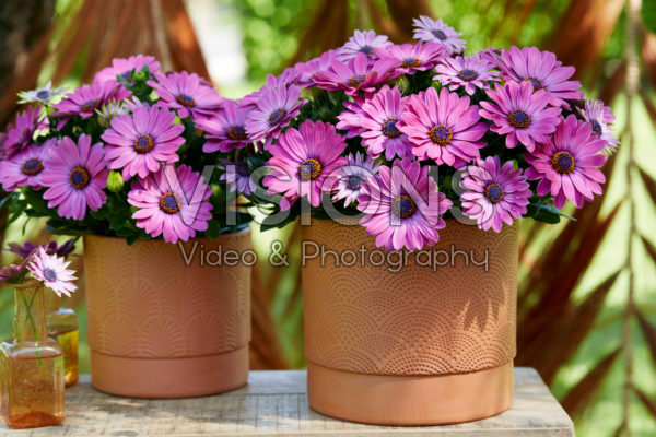 Osteospermum Señorita® Davina