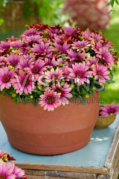 Osteospermum Señorita® Havilah