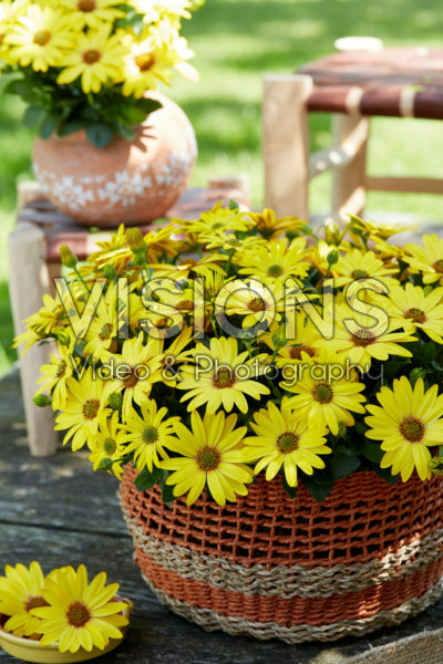 Osteospermum Señorita® Solana Osteospermum Señorita® Solana