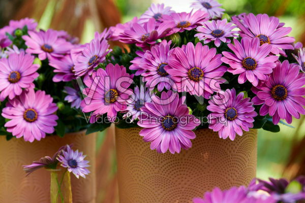 Osteospermum Señorita® Davina Osteospermum Señorita® Davina