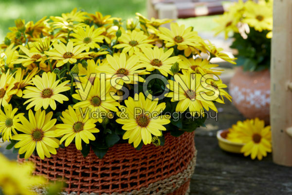 Osteospermum Señorita® Solana