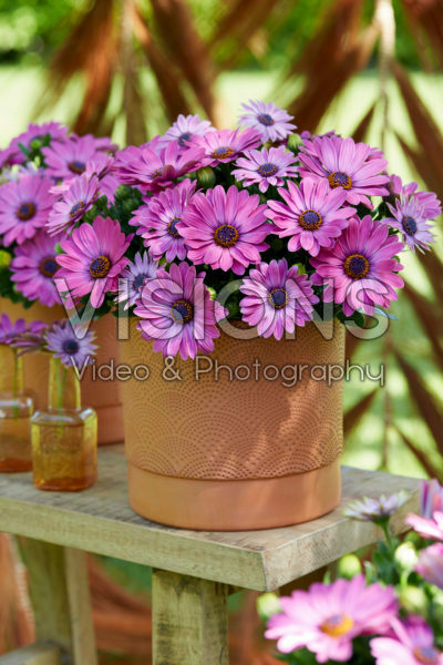 Osteospermum Señorita® Davina Osteospermum Señorita® Davina