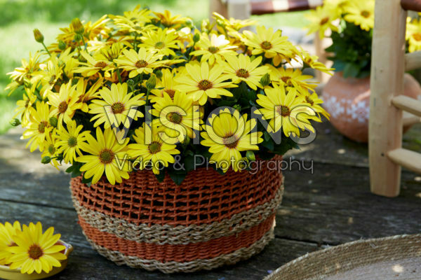 Osteospermum Señorita® Solana Osteospermum Señorita® Solana