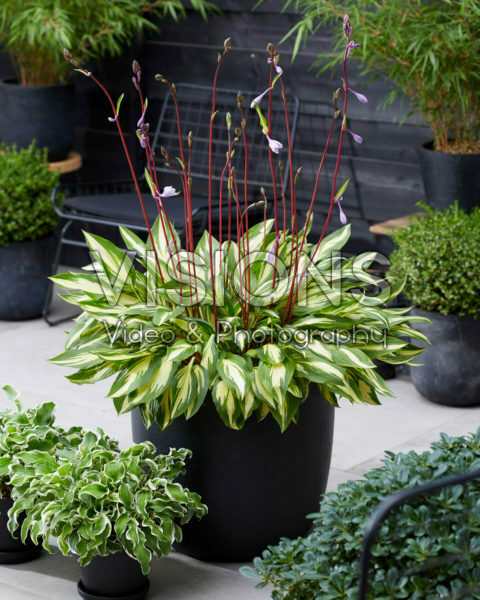 Hosta Cherry Berry Hosta Cherry Berry