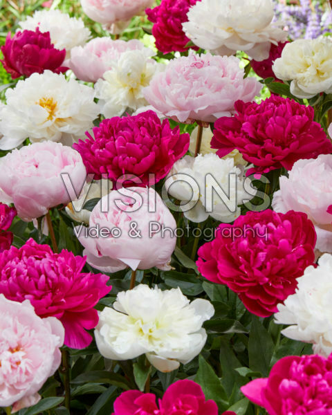 Paeonia mixed