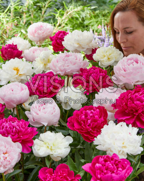 Paeonia mixed