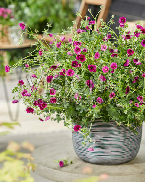 Geranium cinereum Jolly Jewel Purple Geranium cinereum Jolly Jewel Purple