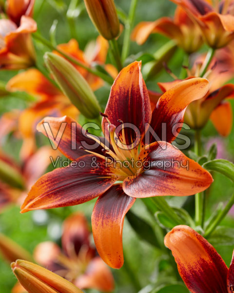 Lilium Twosome Lilium Twosome