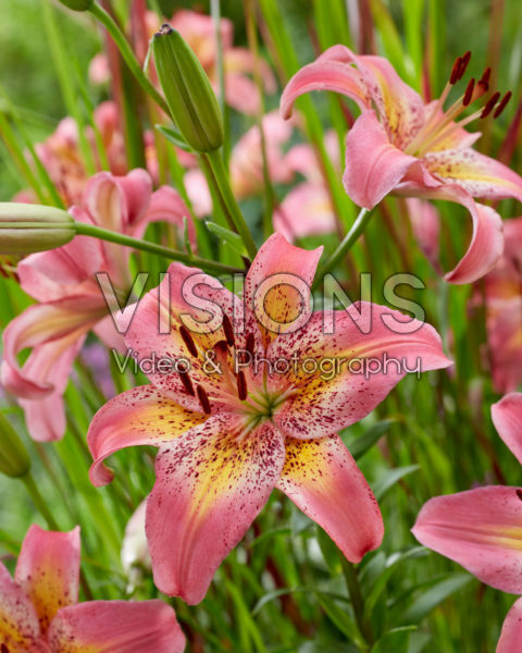 Lilium Fancy Dance Lilium Fancy Dance