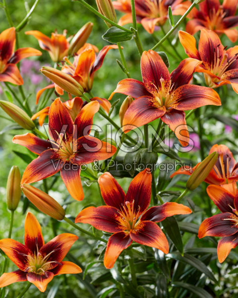 Lilium Twosome Lilium Twosome