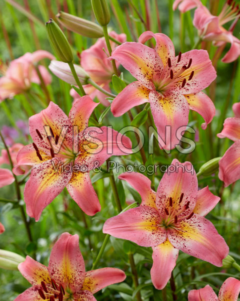 Lilium Fancy Dance