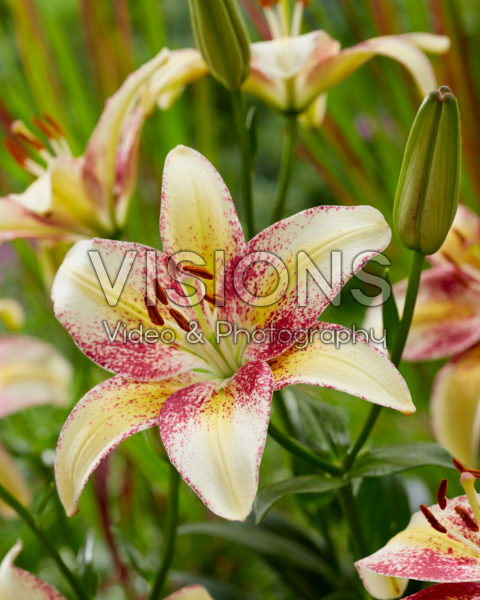 Lilium Triple Dance Lilium Triple Dance