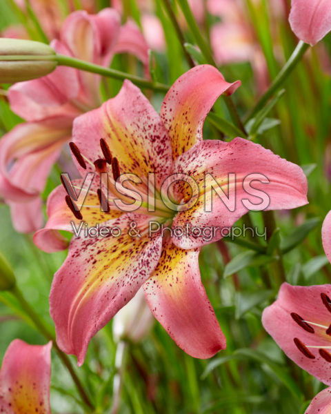 Lilium Fancy Dance Lilium Fancy Dance