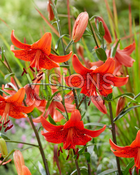 Lilium Red Life Lilium Red Life