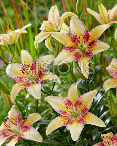 Lilium Triple Dance