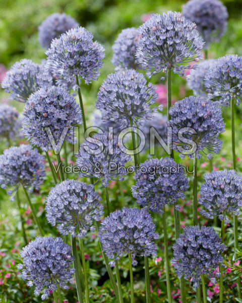 Allium cesium
