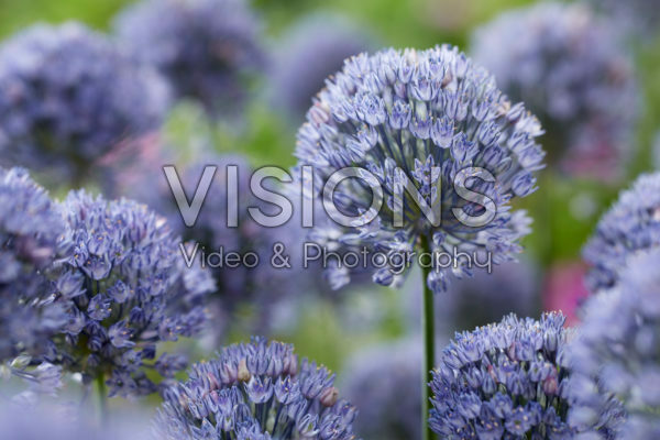 Allium caesium