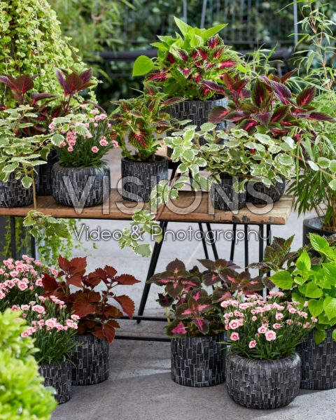 Collectie van eenjarigen en vaste planten Collectie van eenjarigen en vaste planten
