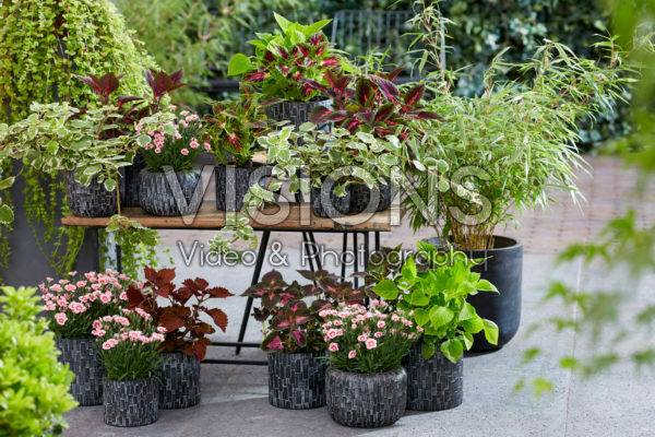 Collectie van eenjarigen en vaste planten Collectie van eenjarigen en vaste planten