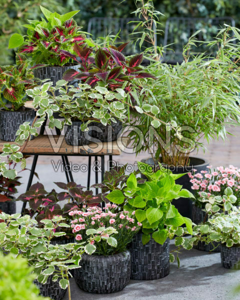 Collectie van eenjarigen en vaste planten