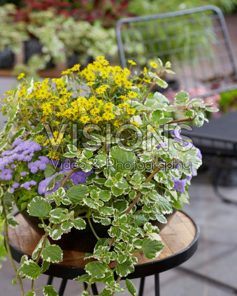 Mixed annuals