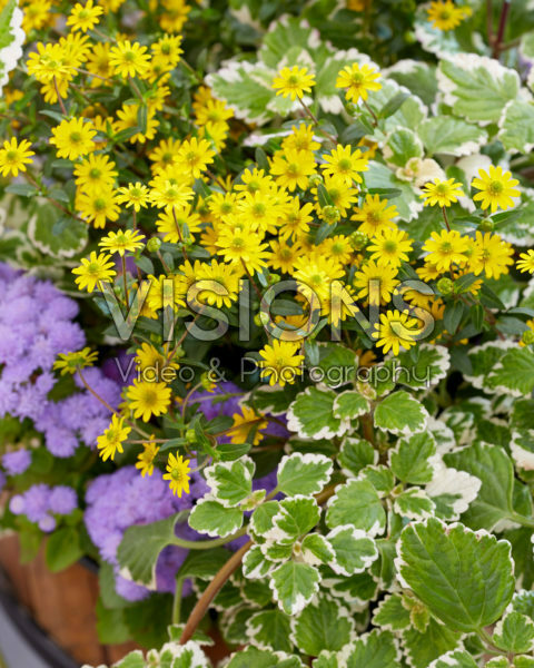 Mixed annuals Mixed annuals