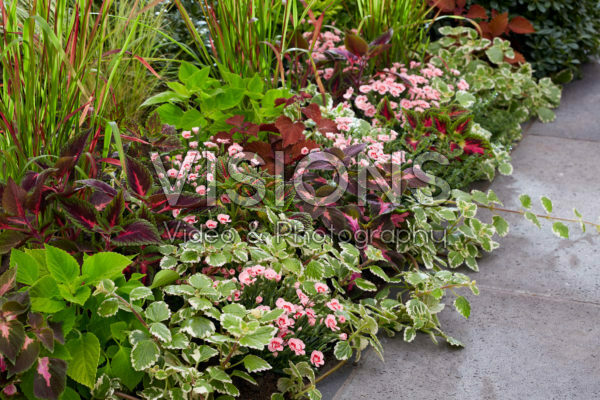 Eenjarigen en vaste planten in border Eenjarigen en vaste planten in border