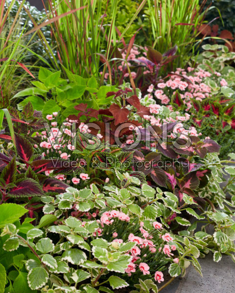 Eenjarigen en vaste planten in border Eenjarigen en vaste planten in border