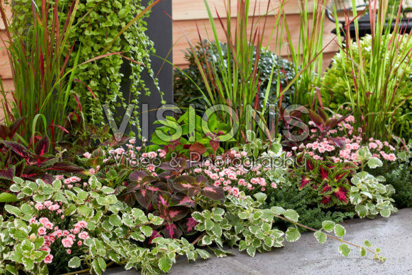 Eenjarigen en vaste planten in border Eenjarigen en vaste planten in border