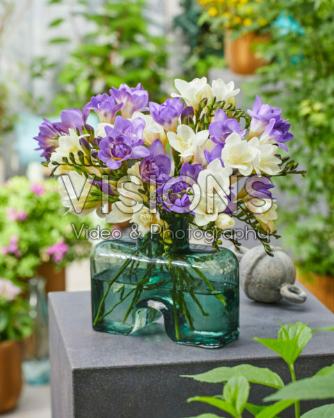 Freesia dubbel wit, dubbel blauw