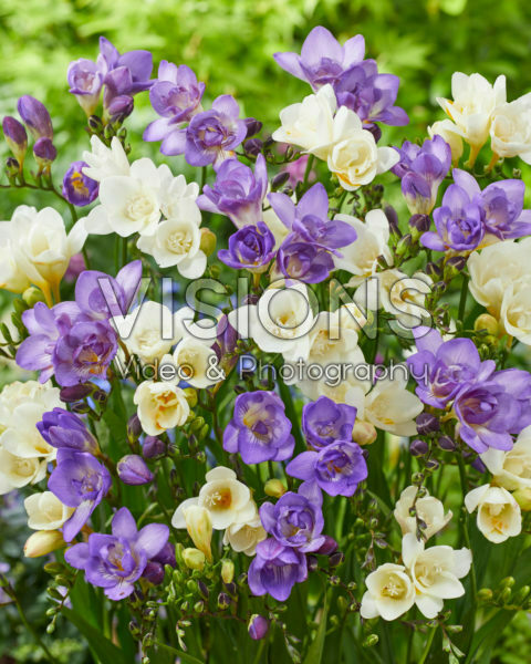 Freesia dubbel wit, dubbel blauw