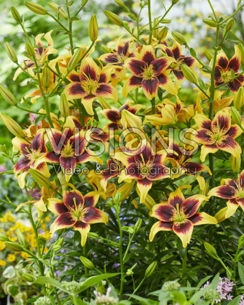 Lilium Pieton Lilium Pieton