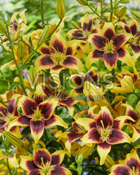 Lilium Pieton Lilium Pieton