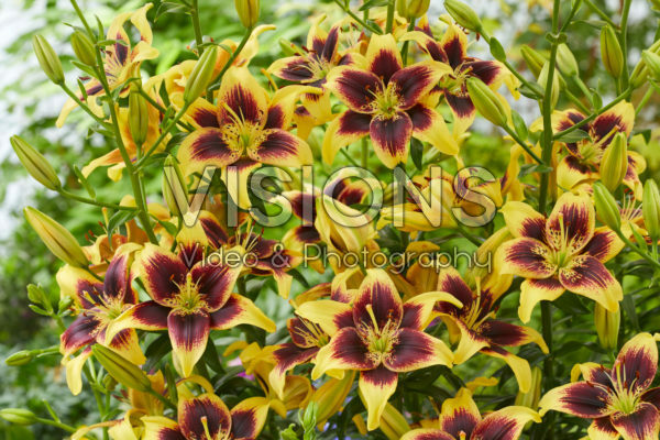 Lilium Pieton